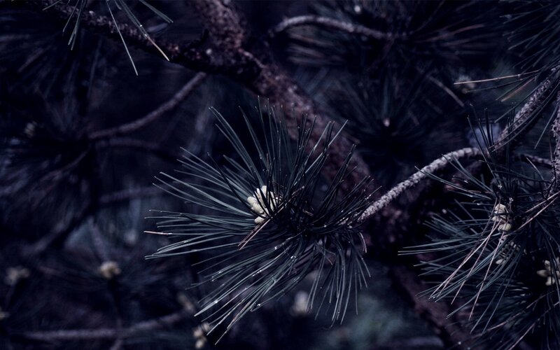 dark pine needles in shadow