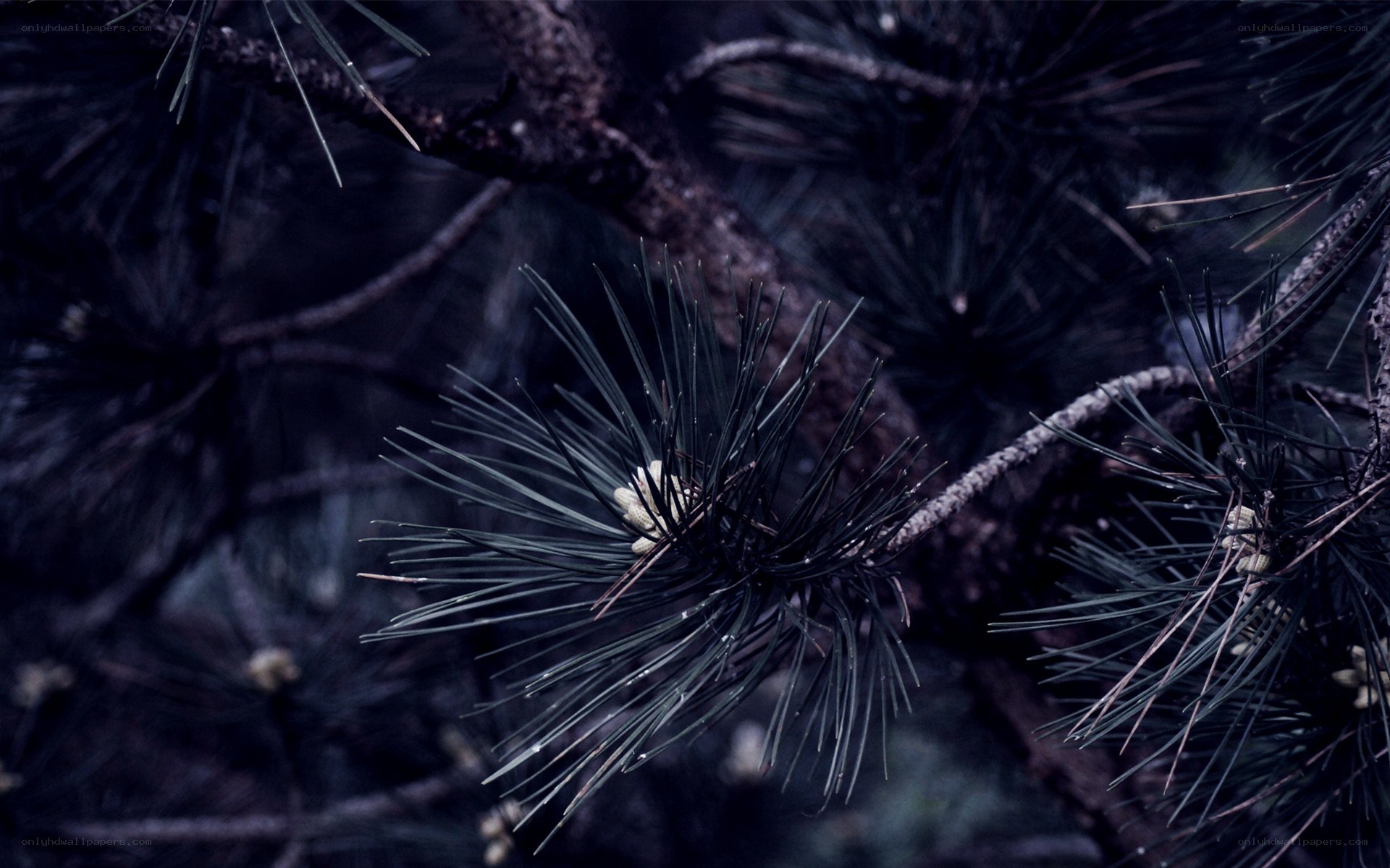 dark pine needles in shadow