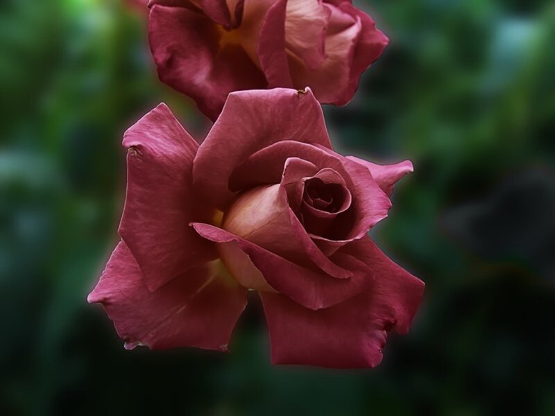 Dark Pink Rose Flower