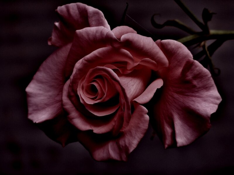 Dark Pink Rose — Purple