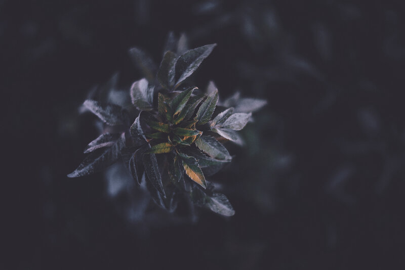 dark plant top-down view