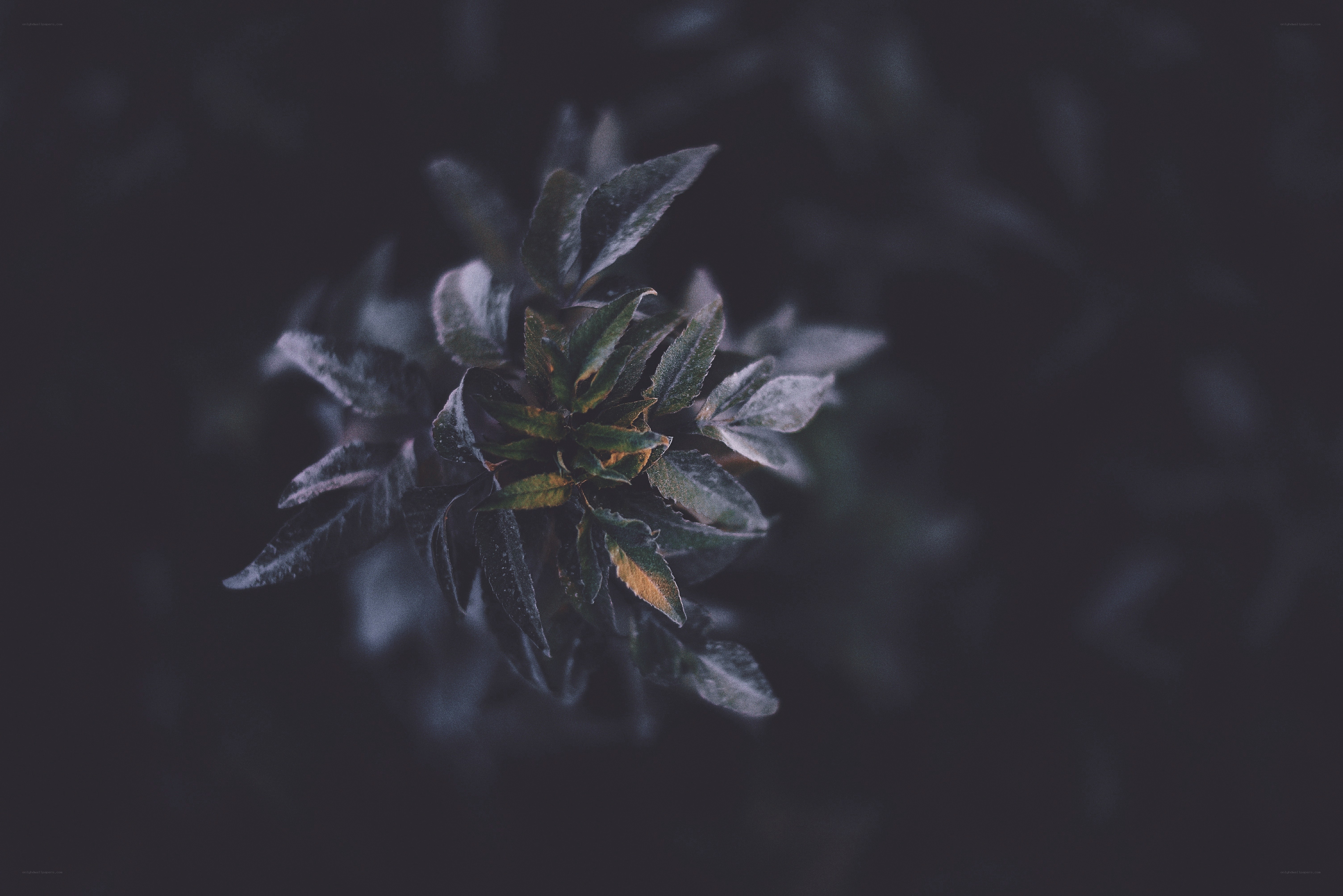 dark plant top-down view