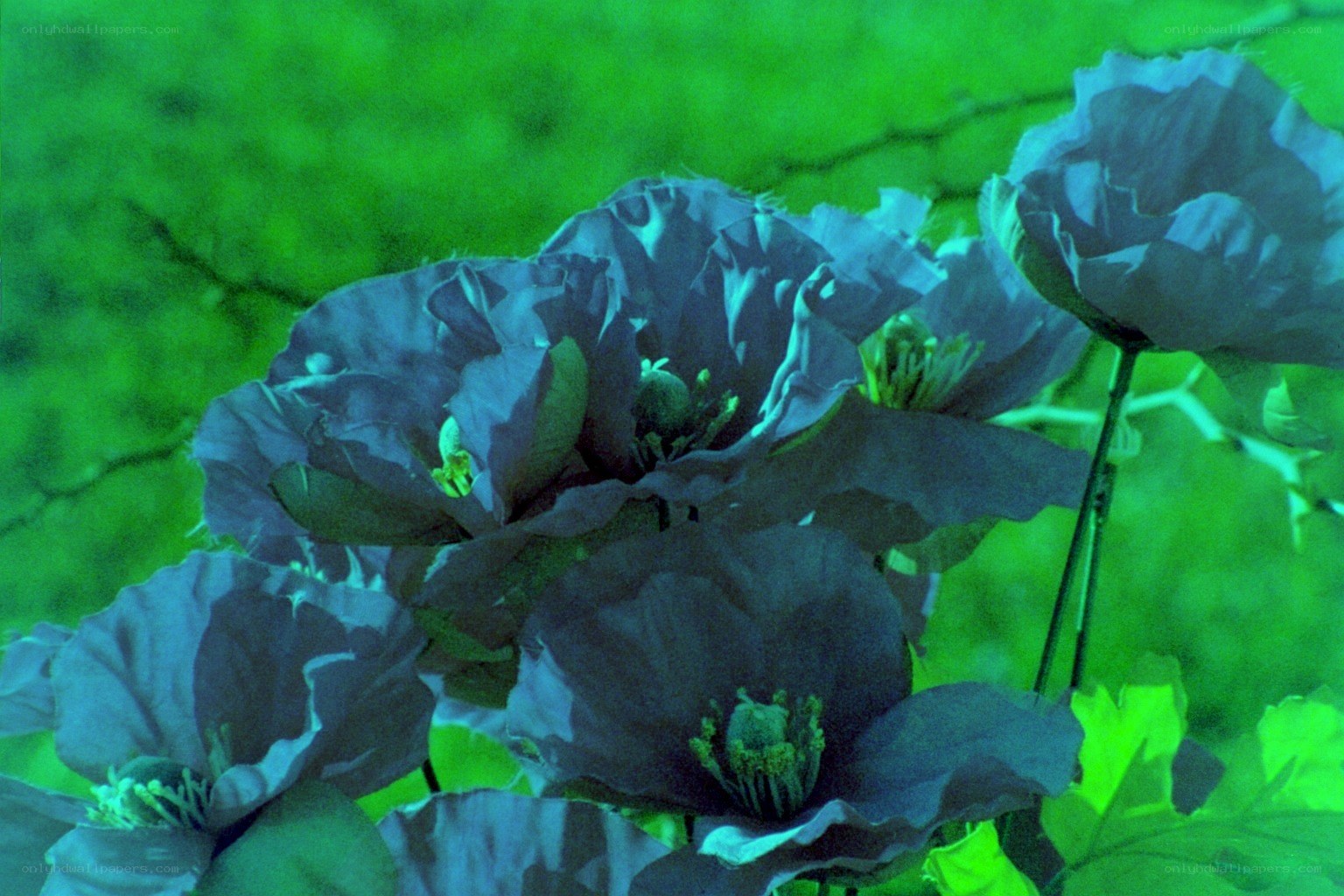 dark poppies in green light