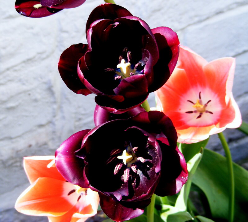 Dark Purple and Orange Tulips