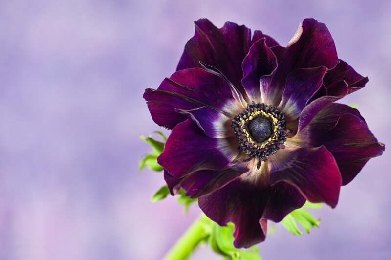 Dark Purple Anemone Flower