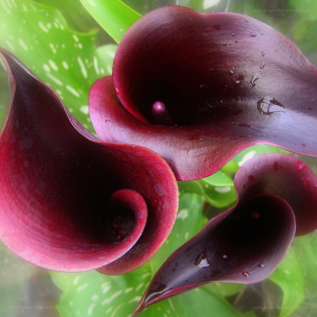 Dark purple calla lilies
