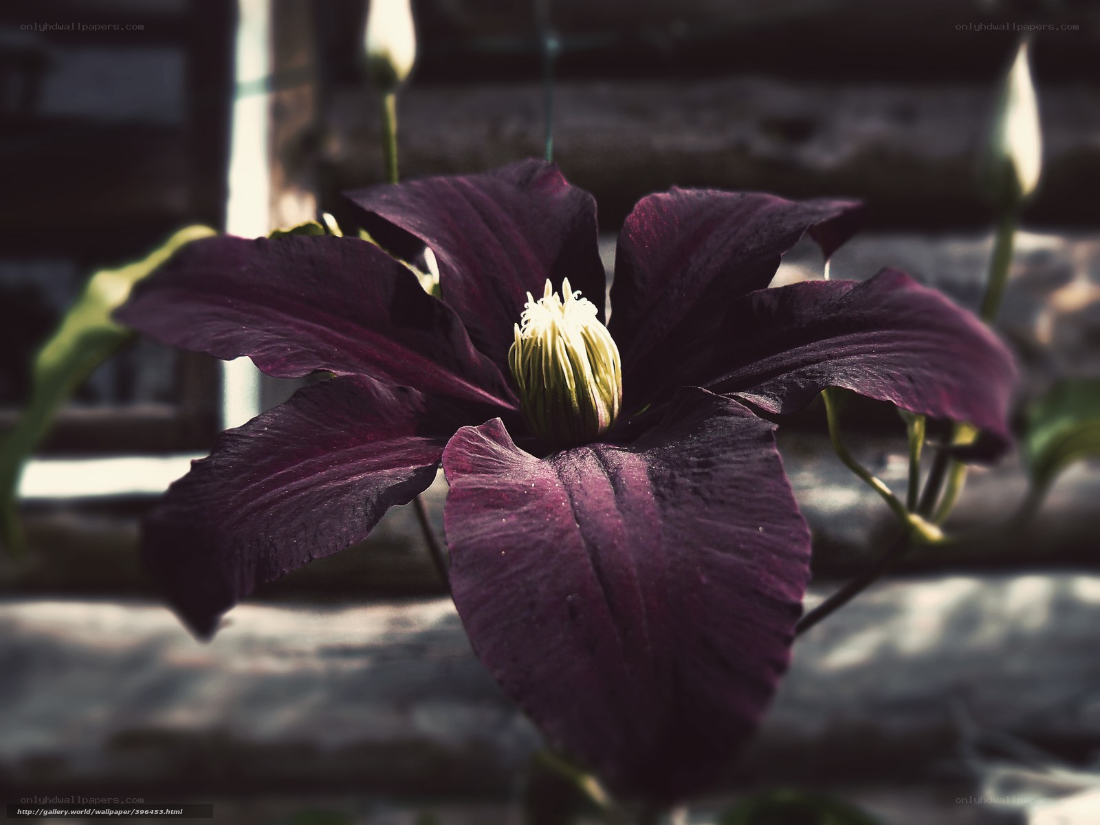 Dark purple clematis flower