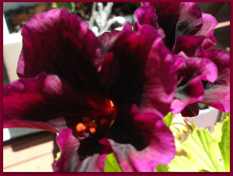Dark Purple Flower — Dramatic
