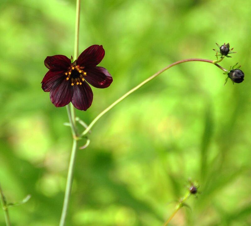 Dark Purple Flower
