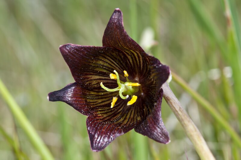 dark purple flower with yellow stamen