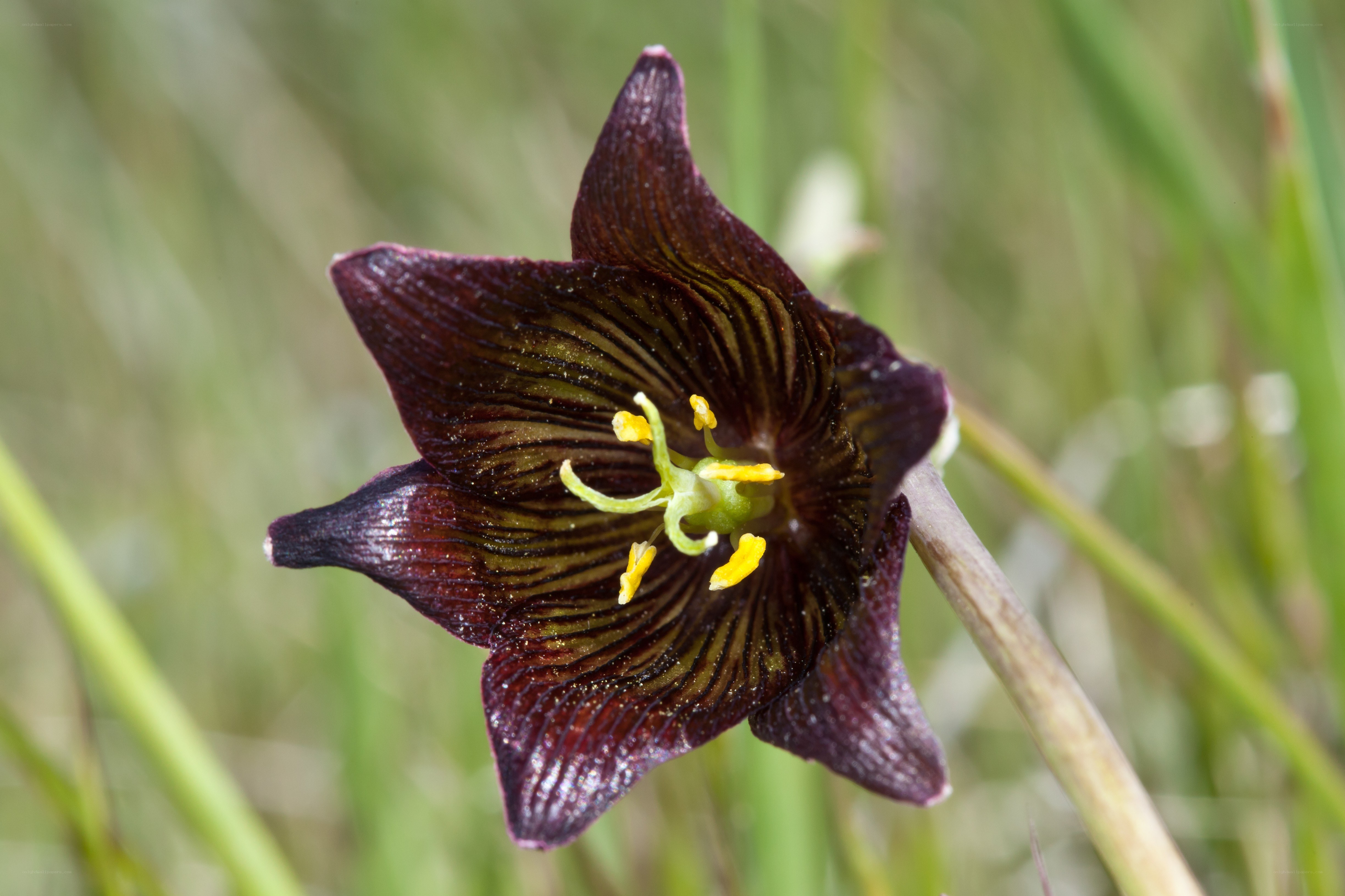 dark purple flower with yellow stamen