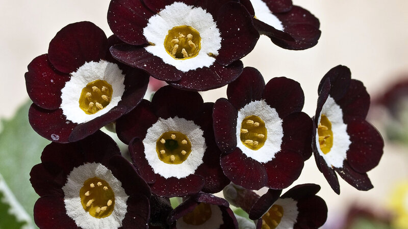 Dark Purple Flowers — Calm
