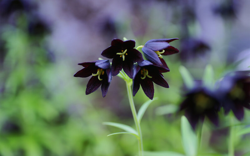 Dark Purple Flowers — Serene