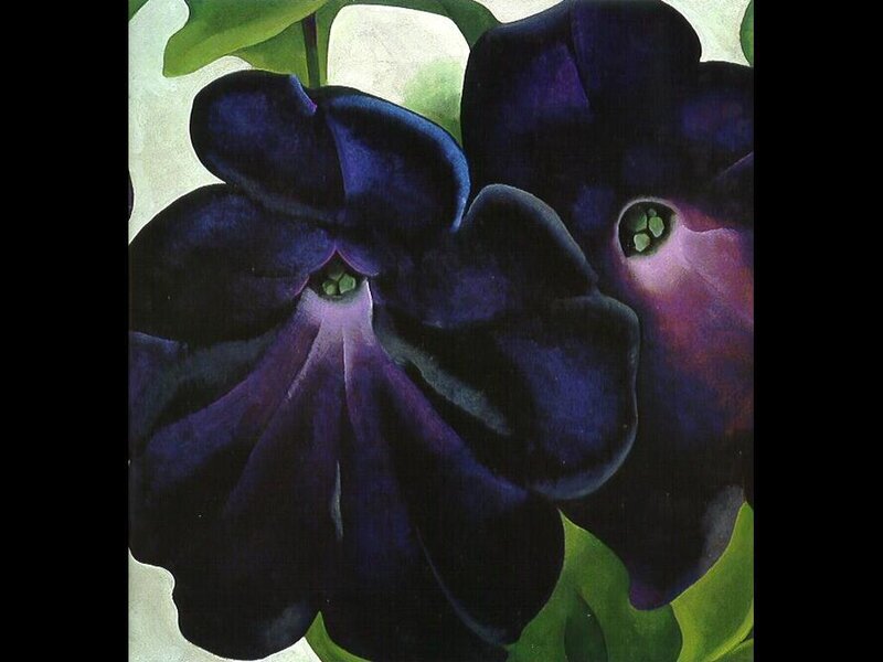 Dark purple flowers with green leaves