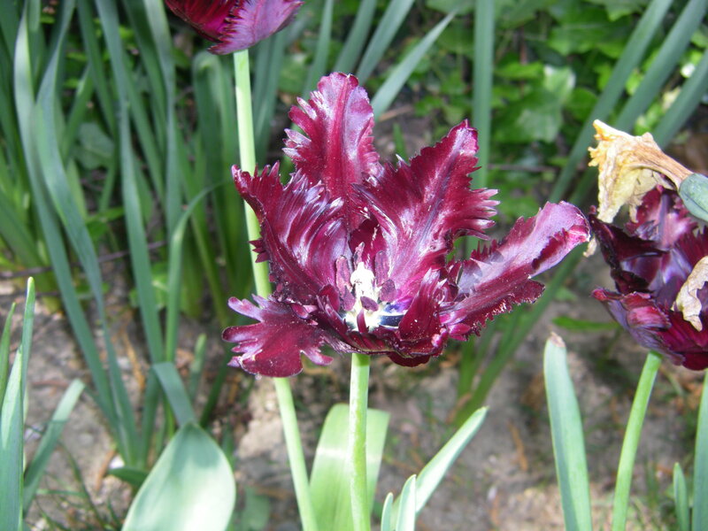 Dark Purple Fringed Tulip