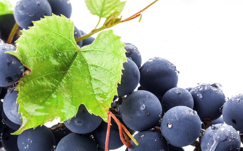 Dark Purple Grapes — Fresh