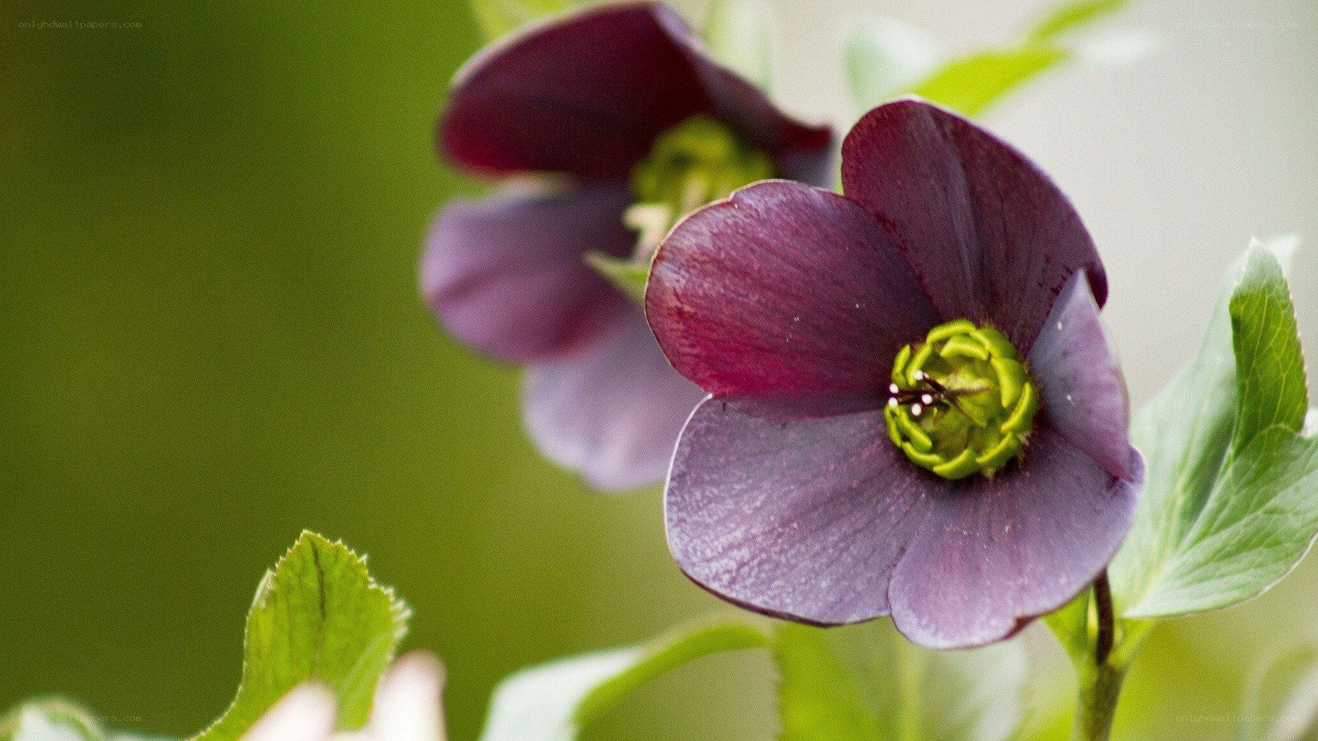 dark purple hellebore flower