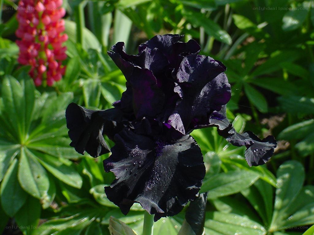 Dark purple iris flower