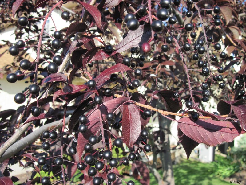 Dark Purple Leaves with Berries