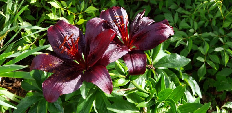 Dark Purple Lilies