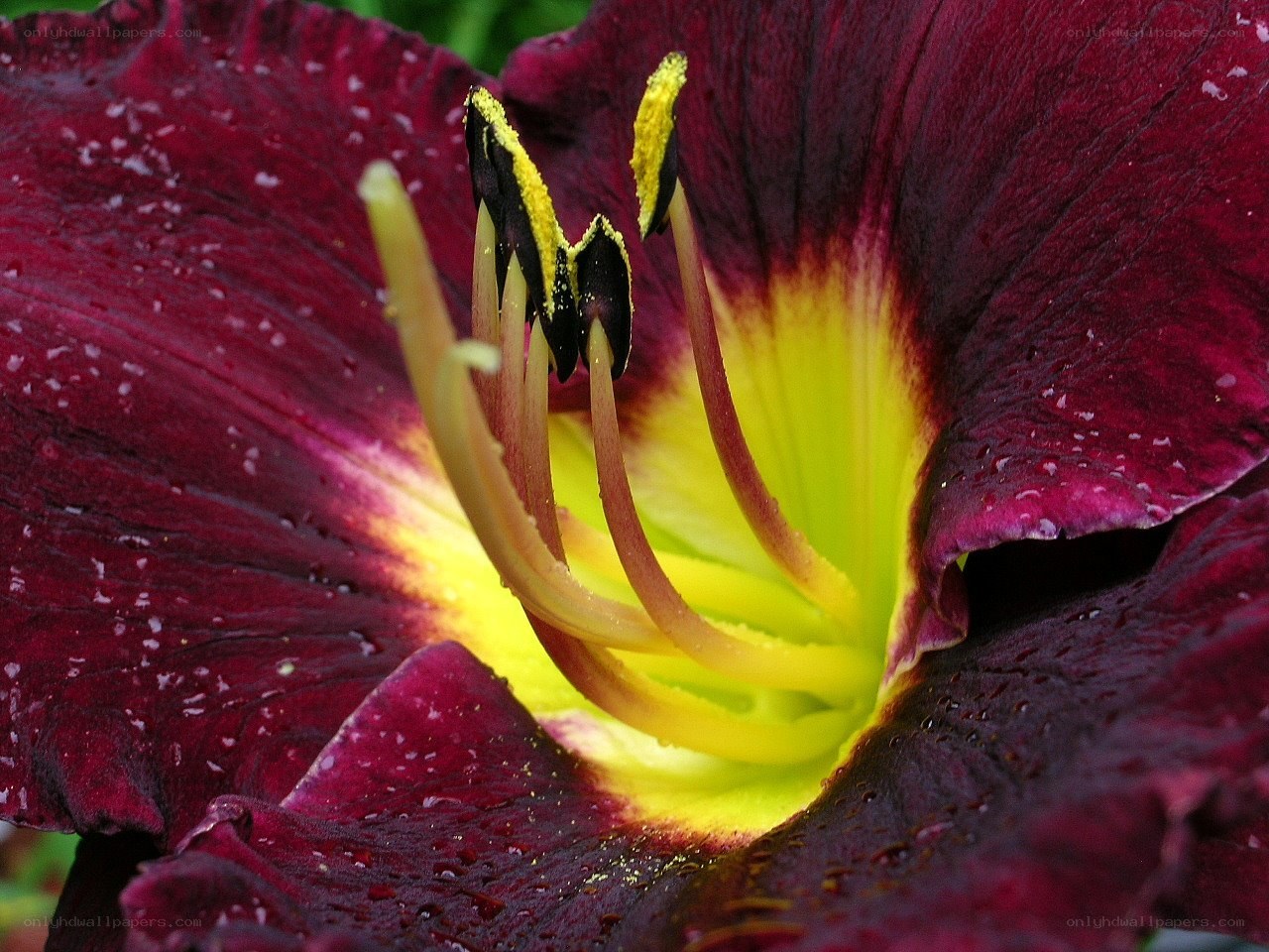 dark purple lily with yellow center