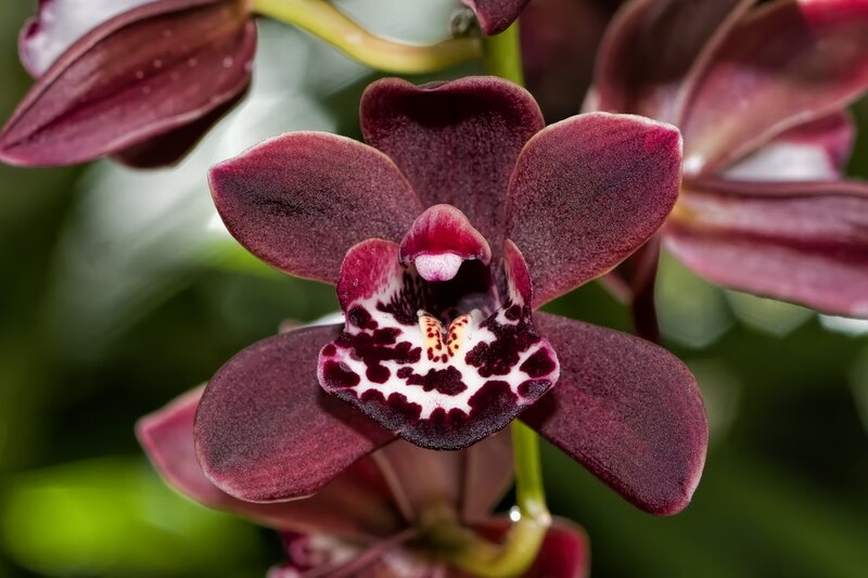 Dark Purple Orchid Flower