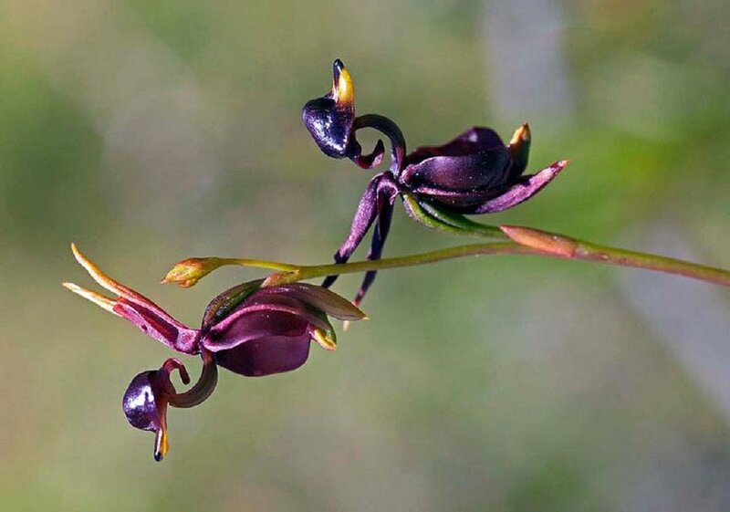 Dark Purple Orchid Flowers