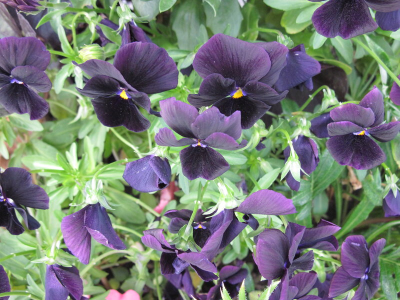 Dark Purple Pansies — Calm, Spring, Photograph