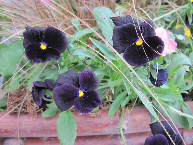 Dark Purple Pansies — Calm, Spring