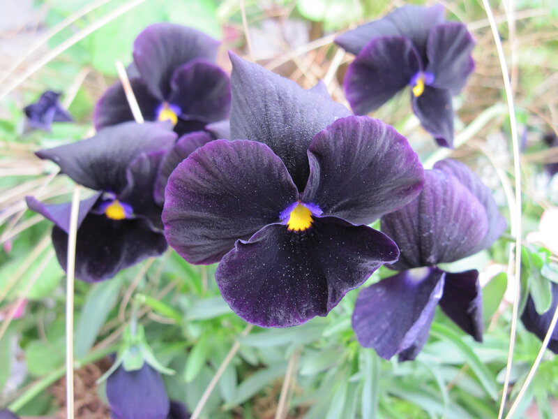 Dark Purple Pansies — Calm