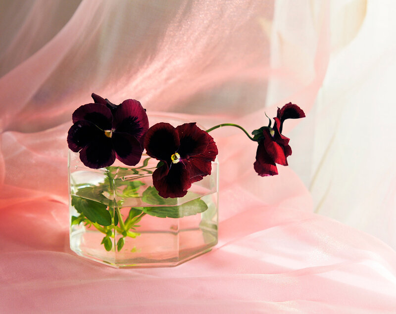 Dark Purple Pansies in Vase