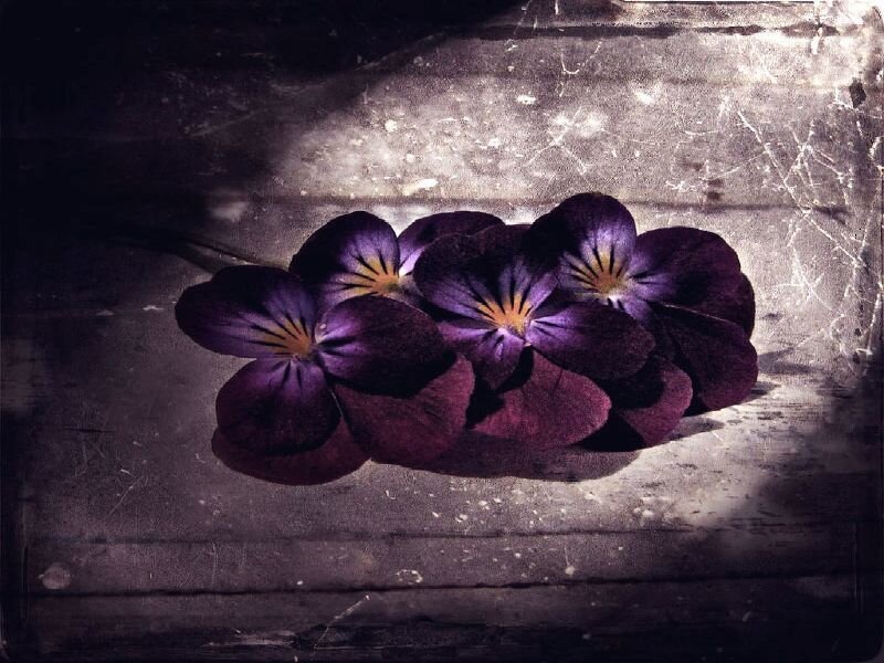 dark purple pansies on wood
