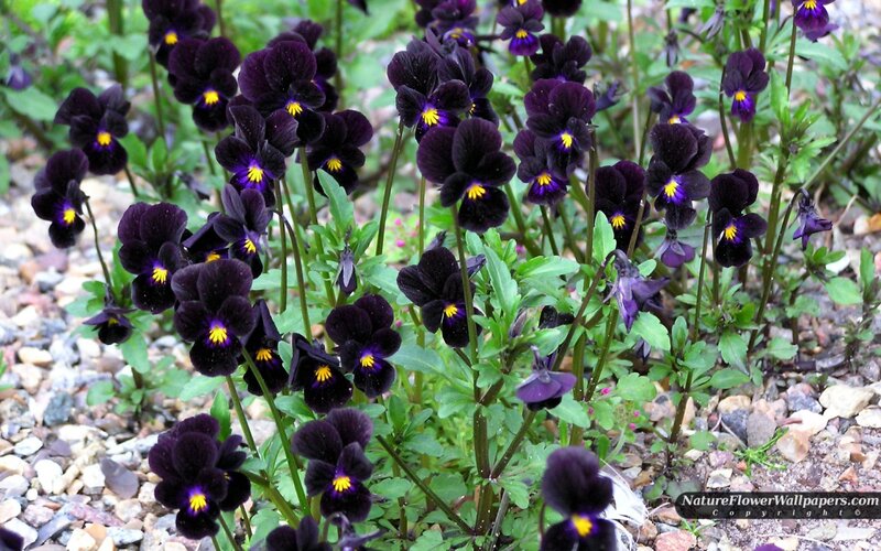 Dark Purple Pansies