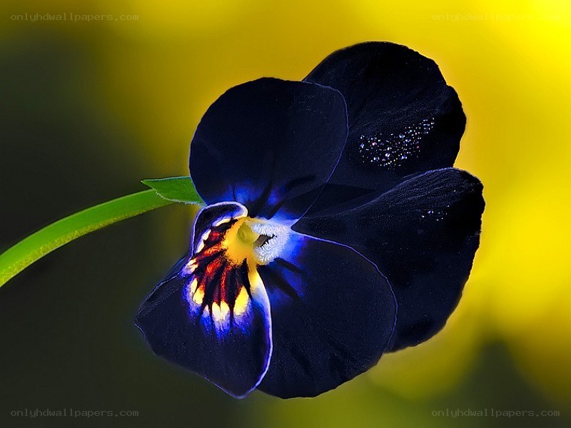 dark purple pansy flower