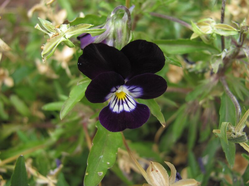 dark purple pansy flower