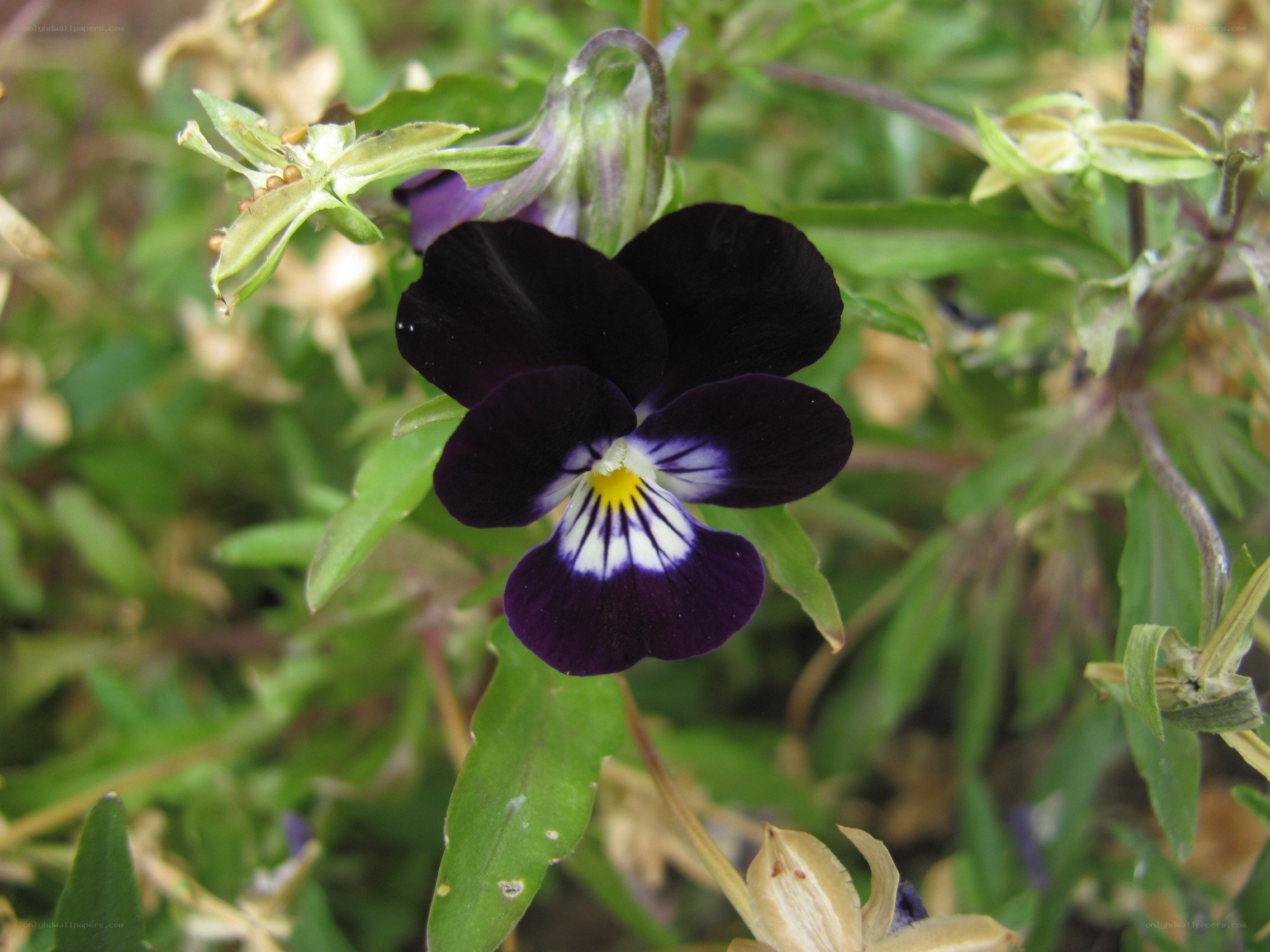 dark purple pansy flower