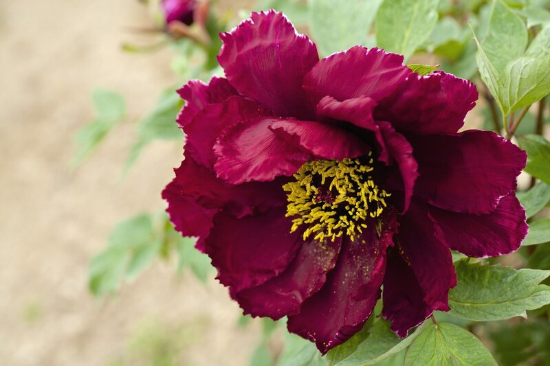 Dark Purple Peony Flower
