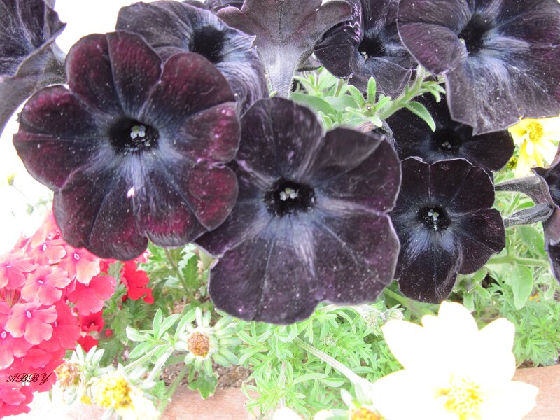 Dark Purple Petunias