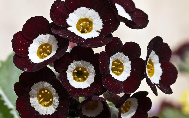 Dark Purple Primroses