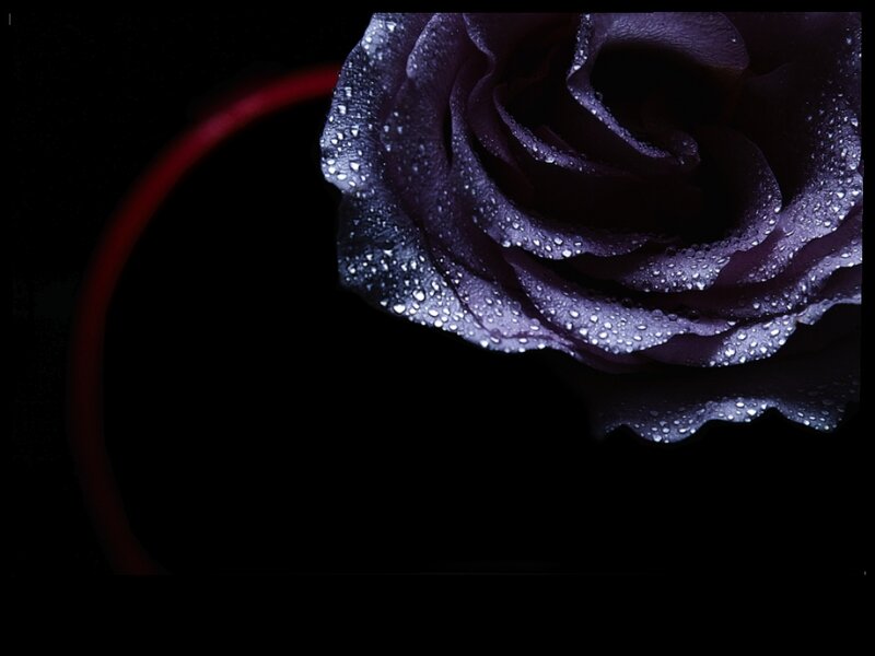 Dark Purple Rose — Black