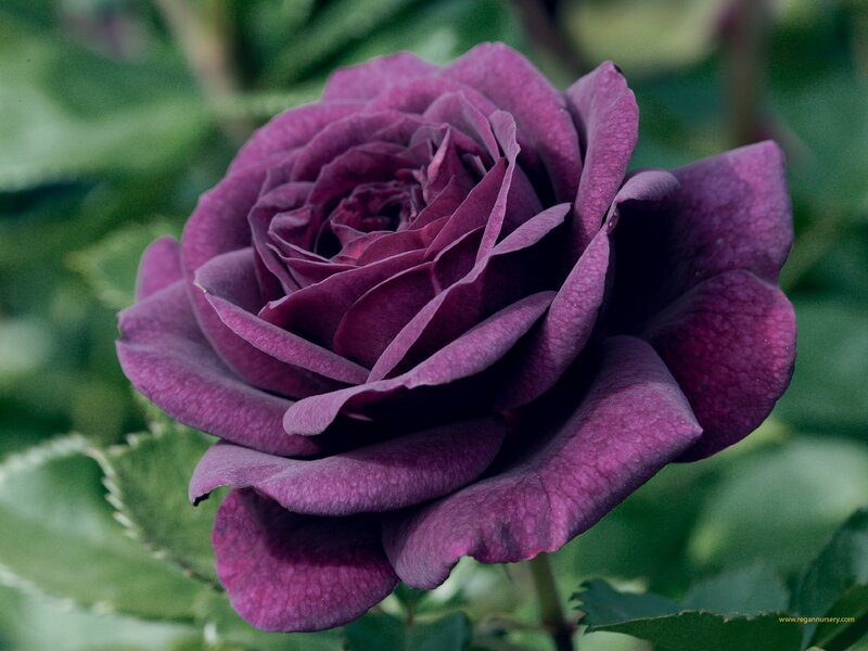 dark purple rose bloom