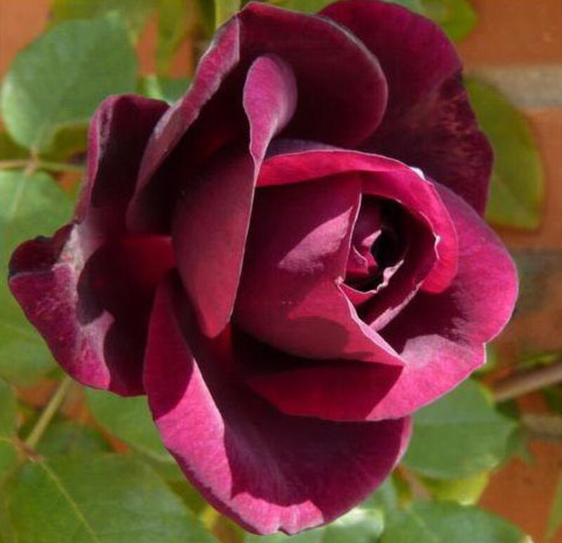 Dark Purple Rose — Calm, Afternoon