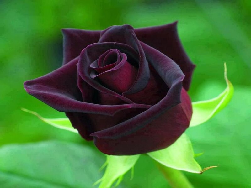 Dark Purple Rose — Calm, Photograph
