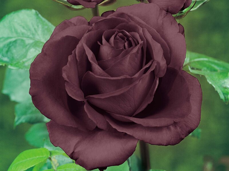 Dark Purple Rose — Calm