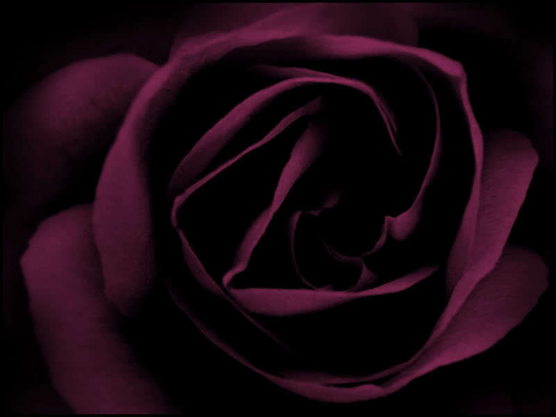 dark purple rose close-up