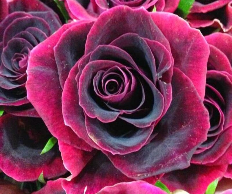 Dark Purple Rose — Dramatic, Photograph, Flower