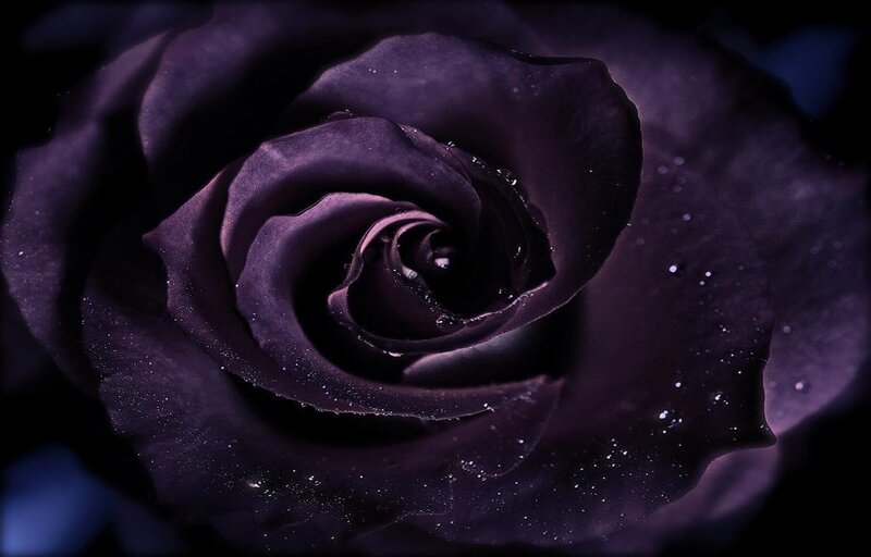 Dark Purple Rose — Dramatic, Photograph