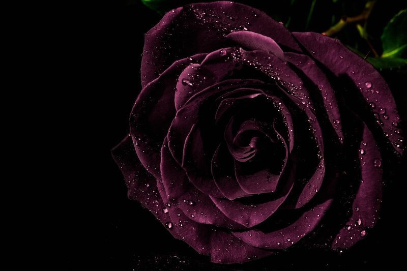 Dark Purple Rose — Dramatic, Photograph, Water Droplets