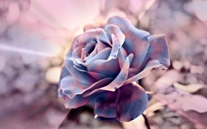 Dark Purple Rose — Dreamy