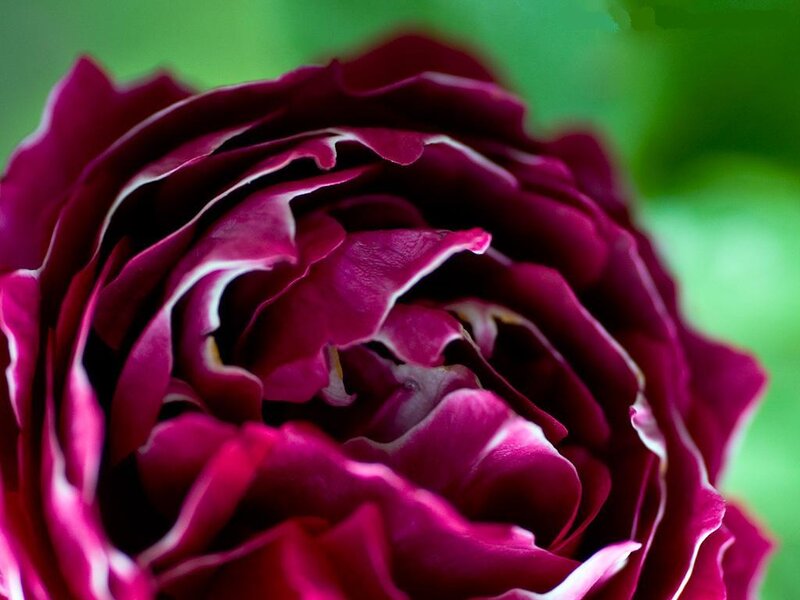 Dark Purple Rose